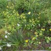 OASIS JARDIN NATURE. Si vous avez même une toute petite place, les zones de fleurs sauvages constituent des habitats essentiels pour les oiseaux, les rongeurs et les insectes. MONIQUE PINAULT
